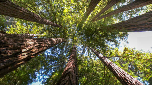 Trusted Felida, WA Tree Services Experts