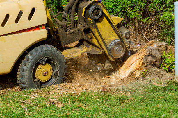 How Our Tree Care Process Works  in  Felida, WA