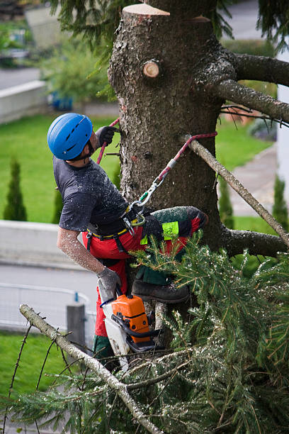 Best Stump Grinding and Removal  in Felida, WA